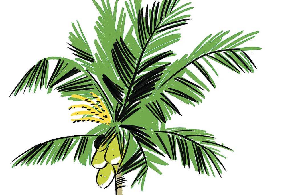 coconuts and palm trees are symbols of jamaica